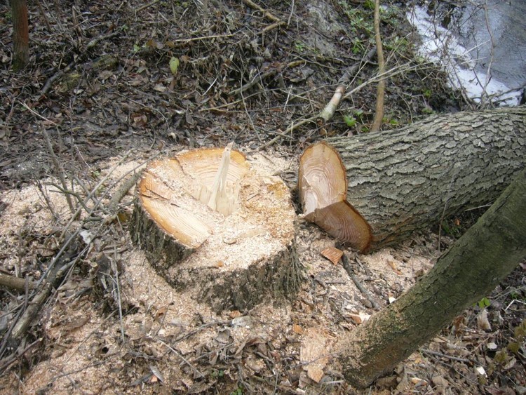Сосед спилил деревья. Падает срубленное дерево. Спиленное дерево убило. Белка в дереве мертвая. Сосна упавшая на дом.